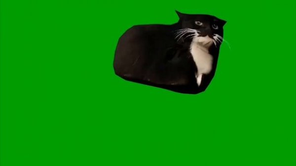 Кот Максвел