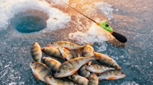 Удачная зимняя рыбалка на окуня на балансир! Поклёвки в руку! Зимняя рыбалка 2026