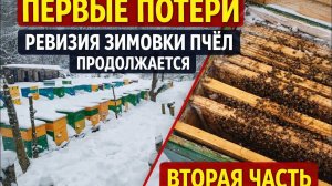 Первые потери. Ревизия зимовки пчёл продолжается. Вторая часть.