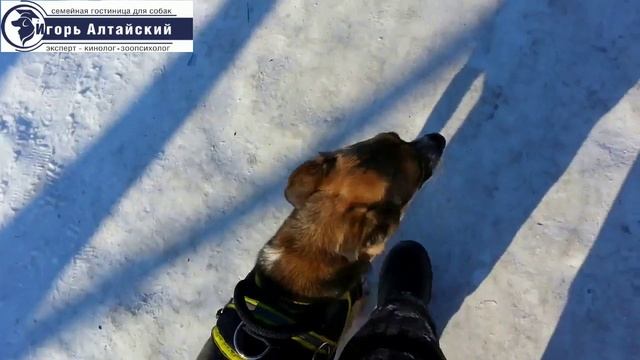 Как правильно гулять с собакой?