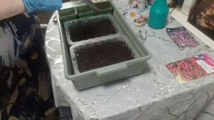 САЖАЮ ПЕТУНЬИ И ДРУИЕ ЦВЕТЫ