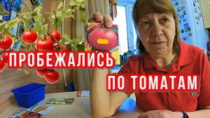 ПРОБЕЖАЛИСЬ ПО ТОМАТАМ