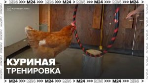 Специалисты Московского зоопарка тренируют кур - Москва 24