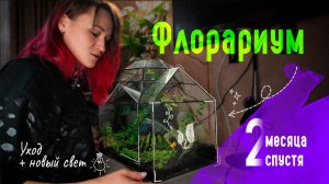 ФЛОРАРИУМ СПУСТЯ ПАРУ МЕСЯЦЕВ: что прижилось, что выросло и обновляем подсветку