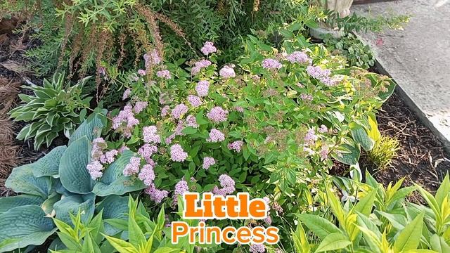 Спирея Литтл Принцесс в коллекции сада смотреть онлайн