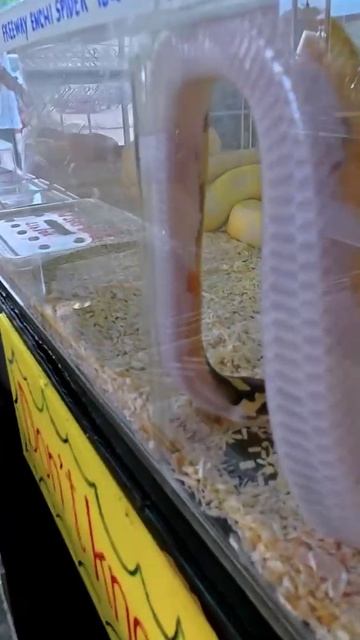 Красивые змеи с необычной окраской🐍