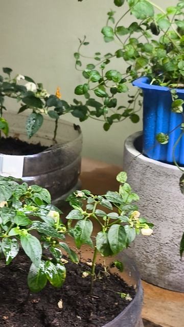 Огород смотреть онлайн