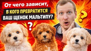 От чего зависит размер и вид Мальтипу?