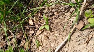 Большое жужжало зависает на муравейником формик и откладывает яйца неподалёку