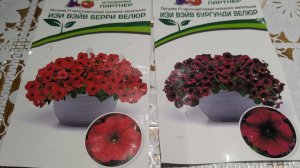 Сею пятунию и первый раз варю мыло.