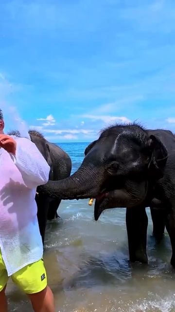 Поцелуи от слонов и неожиданный душ🐘💦