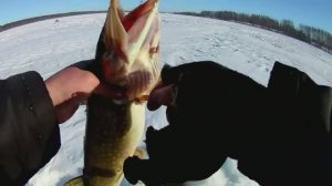 РЫБАЛКА НА СУДАКА.НЕОЖИДАННЫЙ УЛОВ.река ВОЛГА.