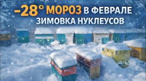 Зимовка нуклеусов. - 28 мороз в феврале