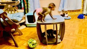 С Маней что-то стало, она стала совсем бесстрашная и хочет СЪЕСТЬ ПОПУГАЯ Жору)))