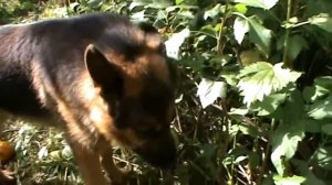 Кайзер. Шесть лет.