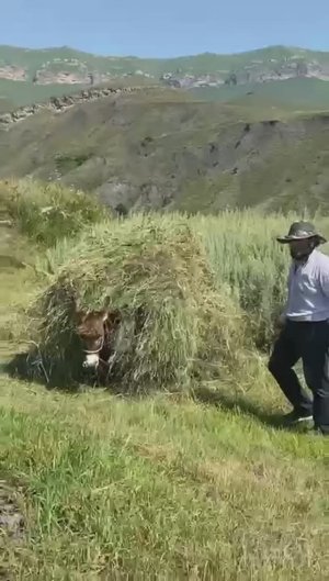 Каримула Гусейнов