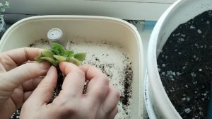 Пересадка малышей.