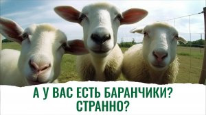 Бараны, овцы и ягнята. Как вырастить, чтобы ценились на рынке
