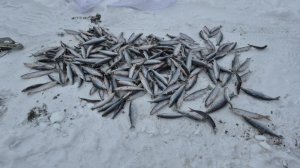 Зимняя рыбалка  Байкал 2026. Омуль.