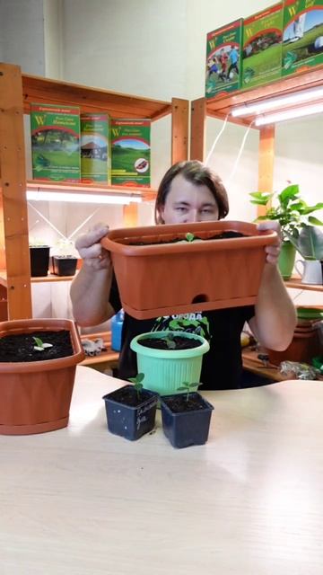 Как правильно подобрать горшок для выращивания огурцов в зимнем огороде? смотреть онлайн