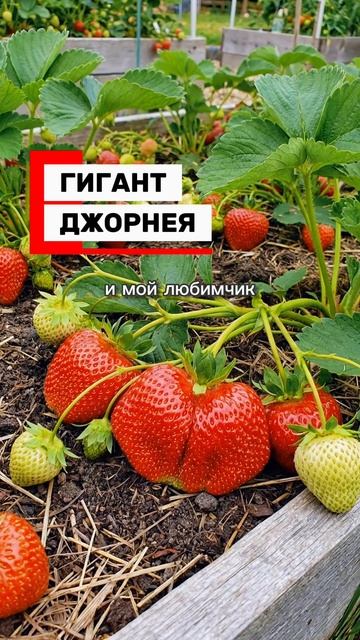 Эти сорта клубники заканчиваются быстрее всех! 🍓 смотреть онлайн