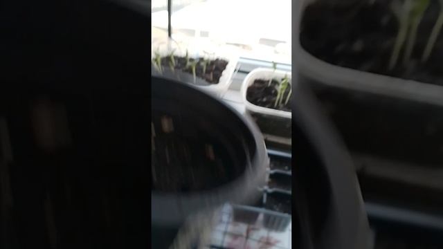 Мои всходы на 18 февраля 2026гСанкт Петербург.