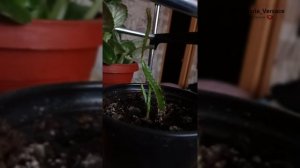 Фрукт питахайя, или драконий фрукт — экзотический плод кактуса. #цветы