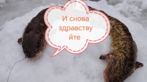 18-02-2026 небольшая раздача на лимчиков