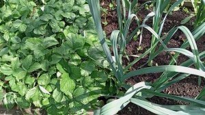 ЛУК ПОРЕЙ. КАКОЙ СОРТ ВЫБРАТЬ?