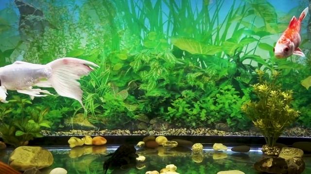 УХОД за РЫБКАМИ в ПРУДУ и АКВАРИУМЕ