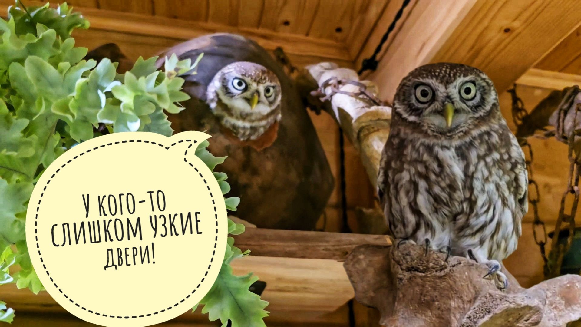 Сыч Лучик тоже весну почуял и начал себе нору искать?Нашла цветущую орхидею каттлею в своих зарослях смотреть онлайн