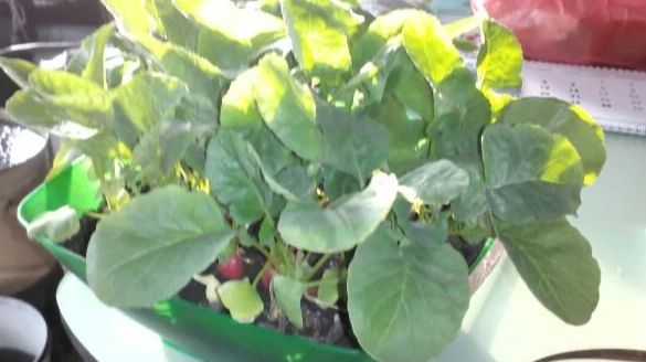 🥗 Редис на подоконнике смотреть онлайн