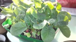 🥗 Редис на подоконнике