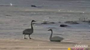 ❤️❤️💘 ЛЮДИ, УЧИТЕСЬ ВЕРНОСТИ У ЛЕБЕДЕЙ! ЛЮБИТЕ ТАК, КАК ЛЮБЯТ ЭТИ ПТИЦЫ...❤️❤️💘