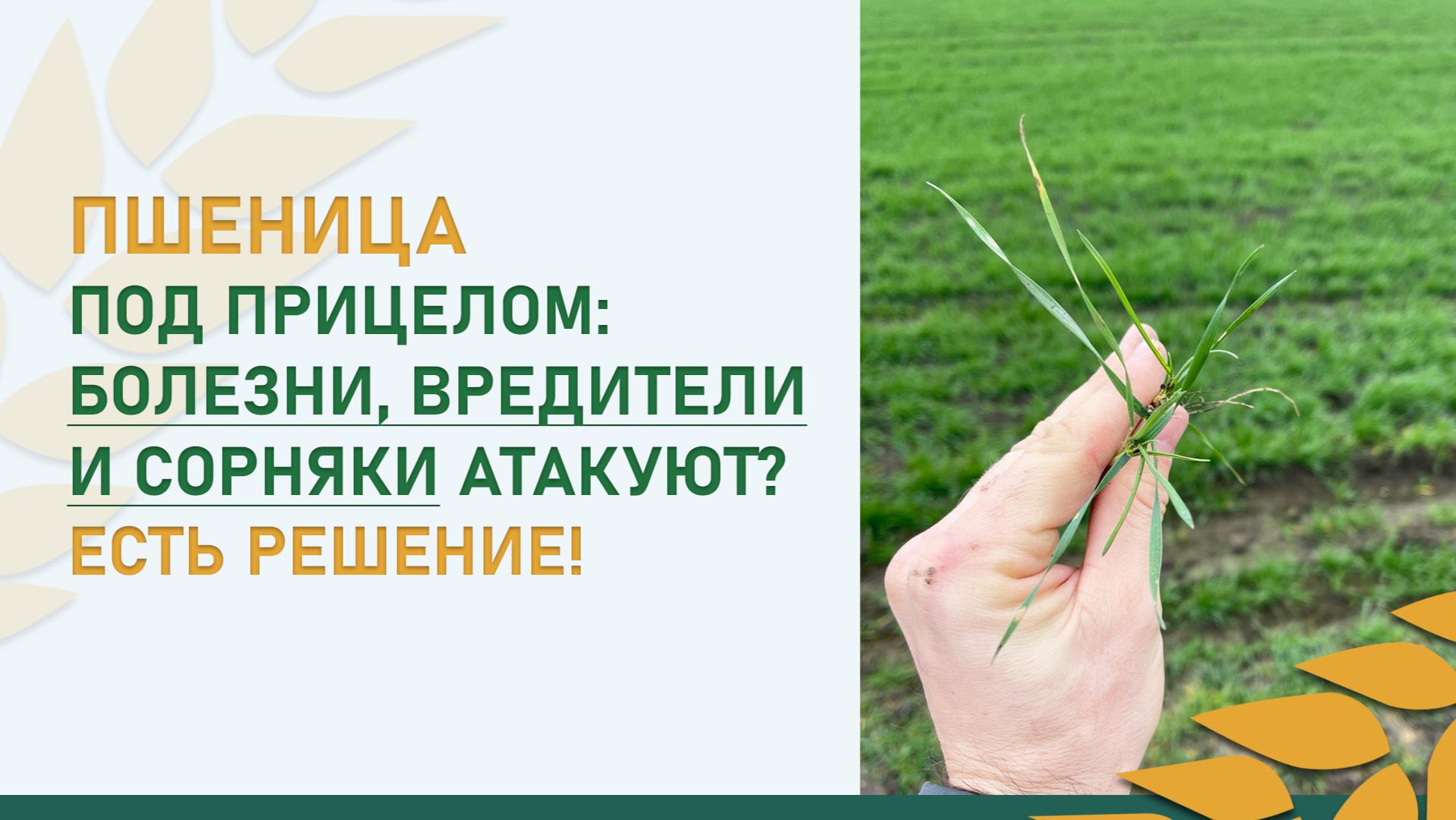 Пшеница под прицелом: Болезни, вредители и сорняки атакуют? Есть решение! смотреть онлайн