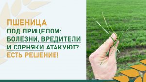 Пшеница под прицелом: Болезни, вредители и сорняки атакуют? Есть решение!