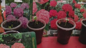 ВЫРАЩИВАНИЕ ПЕЛАРГОНИИ ИЗ СЕМЯН! КАКОЙ ПОЛУЧИЛСЯ РЕЗУЛЬТАТ? #первыевсходы #пеларгонияизсемян #герань