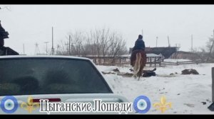 🧿⚜️цыганские лошади 🧿⚜️ 2026 г зор Бах чекайте описание ✅