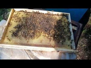 Поздняя замена маток. Приём 100%.