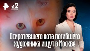 Белоснежного кота по кличке Фаразон — любимца художника, погибшего в Карелии, ищут в Москве
