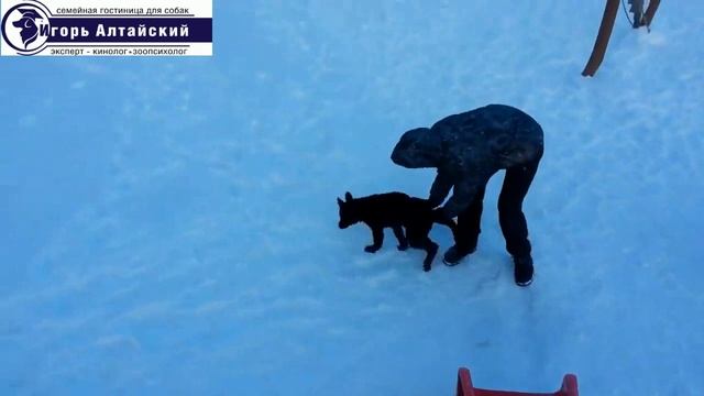 Дрессировка собак г. Елабуга