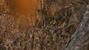 Дикая природа России.Часть 9👍