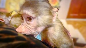 Маня ОБИДЕЛАСЬ что ей лично ничего не прислали, а Степка ПРОДОЛЖАЕТ КУСАТЬСЯ)))