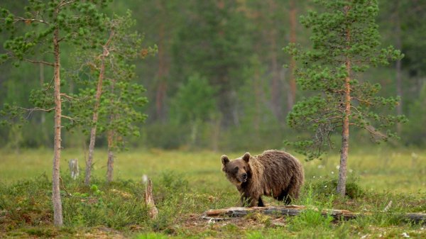 ЭТО СКРЫВАЛИ ГОДАМИ! Вот настоящий УЖАС сибирской тайги