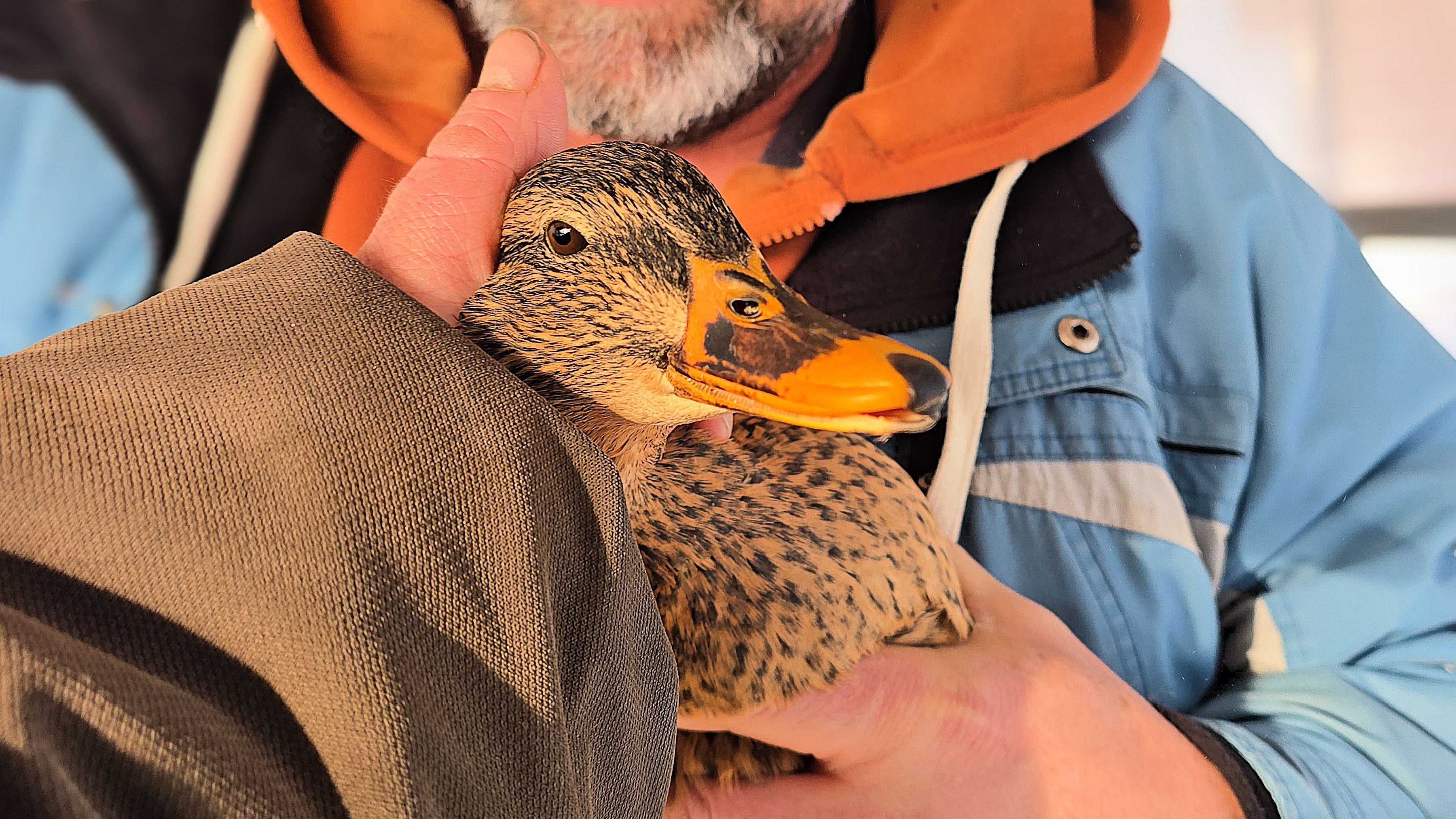 Первая утка уехала смотреть онлайн