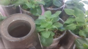 18.02.2026 Формирование петунии.