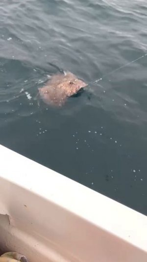 Морская лиса.