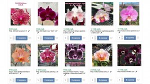 🌸ПРОДАЖА ОРХИДЕЙ. Предзаказ орхидей на сезон 2026 года. Обзор №6. Купить орхидею.