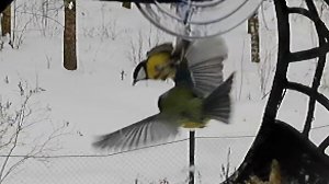 Лазоревка гоняет Большую синицу