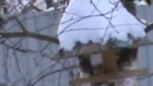 Синица. В.Сподарев. О птицах Заболотья